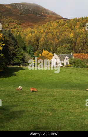 dh STRATHTUMMEL PERTHSHIRE Landhaus mit Blick auf Feld mit Schafbeweidung Stockfoto