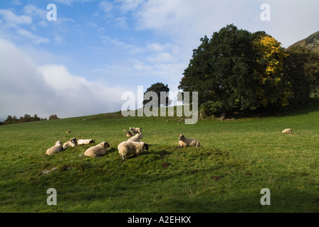 dh Schottische Schwarzgesicht HIGHLANDS PERTHSHIRE Schottland Herde grasen in grün Feld Hügel schwarz gesichtet Schafe ländlichen Weiden uk Land Landwirtschaft Ackerland Stockfoto