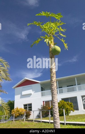 Loyalist Cays, Mann O'War Cay, BAHAMAS, Abacos: Papaya-Baum (Carica Papaya) Stockfoto