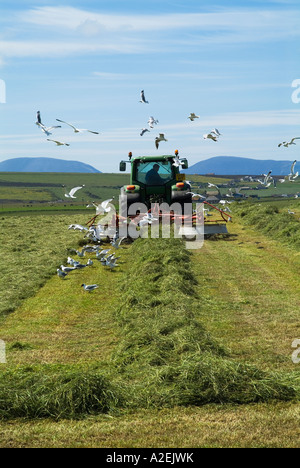 dh Traktor ERNTE UK Gras Heu Harken Ackerland Stenness Orkney Möwen Vogelschwarm Ernte Feldtraktoren Vogel in schottland Farm Stockfoto