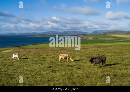 dh Kuh Tiere Landwirtschaft Rinder Kühe im Feld über Scapa Flow Ufer Orkney Stockfoto