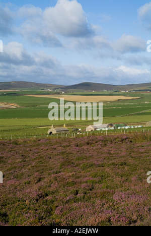 dh ORPHIR ORKNEY Farm Cottage Croft Haus Heidekraut und grüne Feldern Stockfoto