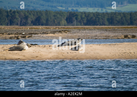 dh Gemeinsame Robben VERSIEGELN ROBBEN IM SUTHERLAND Harbour mit Babyrobben, die sich auf einer Sandbank sonnen. Loch Flottenkolonie phoca vitulina uk North Sea Schottland Stockfoto