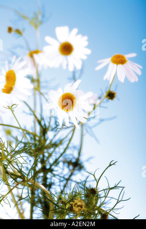 Kamille-Blüten, Nahaufnahme Stockfoto