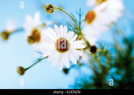 Kamille-Blüten, Nahaufnahme Stockfoto