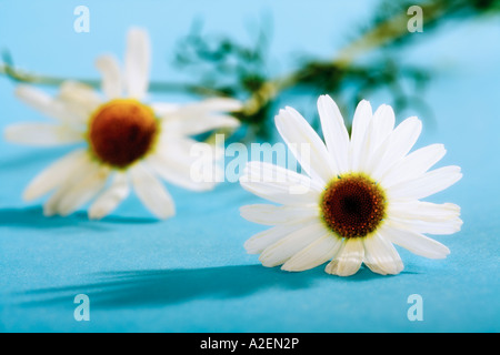 Kamille-Blüten, Nahaufnahme Stockfoto