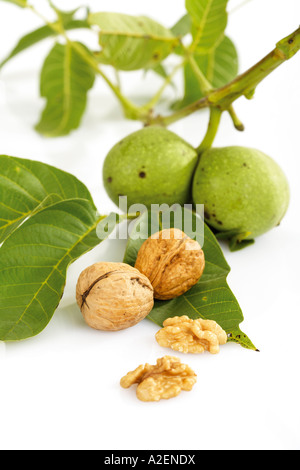 Frische Walnüsse auf Zweig und Walnüssen Stockfoto