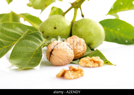 Frische Walnüsse auf Zweig und Walnüssen Stockfoto