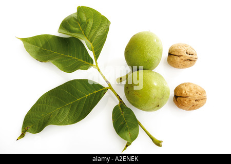 Frische Walnüsse auf Zweig und Walnüssen Stockfoto