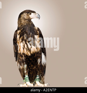 Deutschland, Hellenthal, Seeadler, Nahaufnahme Stockfoto
