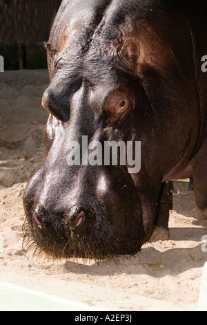 Deutschland, Köln, Flusspferd im zoo Stockfoto