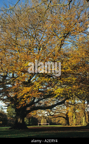 Herbstfarben in Astley Park in Chorley mit einem Fußball-Torpfosten in der Ferne Stockfoto