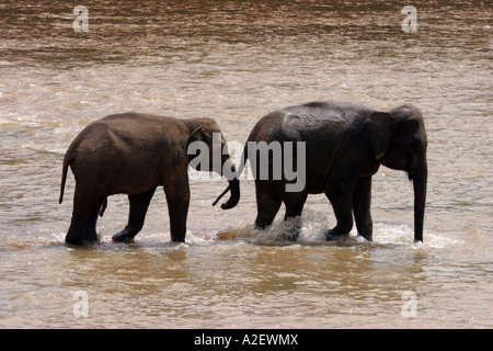 Sri Lanka Elefanten - männliche und weibliche Erwachsene asiatische Elefanten im Mahaweli Ganga Fluss, Pinnawala, Sri Lanka, Asien Stockfoto