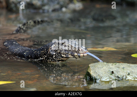 Nahaufnahme einer Wassermonitoreidechse, Varanus-Salvator , Reptil, das die Zunge herausstreckt, Sri Lanka, Asien Stockfoto