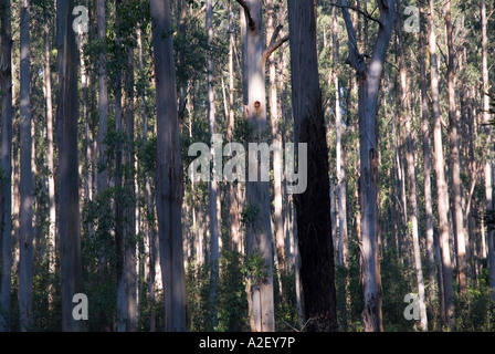 Eberesche Eukalyptus Regnans und Baumfarne Dandenong reicht National Park Victoria Australien Stockfoto