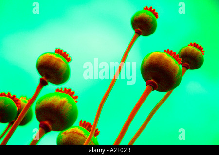 Mohn-Köpfe in einem Hausgarten Stockfoto