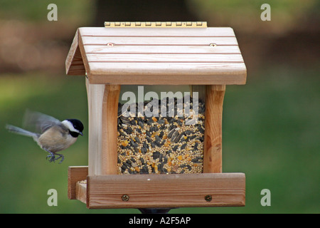Schwarz-capped Chickadee landet auf dem Trichter Vogelhäuschen Stockfoto
