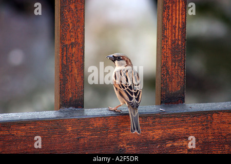 Haussperling Männchen auf Deck Geländer Stockfoto