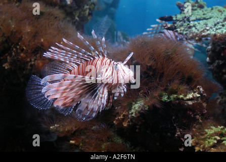 Rot Rotfeuerfisch (Pterois Volitans) in Moskau Zoo. Stockfoto
