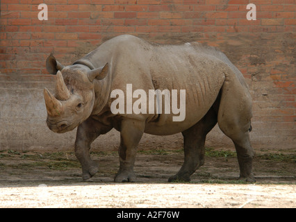 Schwarze Nashorn aka ein Haken-lippige Rhinoceros (Diceros Bicornis) am Zoo Dvur Kralove in Ost-Böhmen, Tschechische Republik Stockfoto