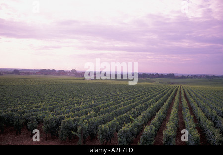 EU, Frankreich, Burgund, Puligny-Montrachet Weinberge Stockfoto