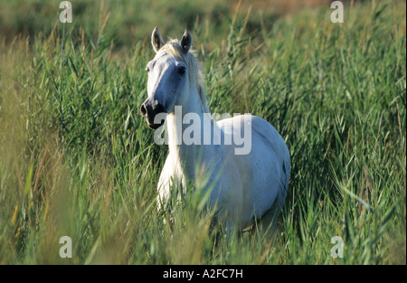 ein weißes Pferd in einem Feld Camargue-Pferd Stockfoto