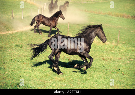 Pferde laufen in einem Feld friesische Pferd Stockfoto