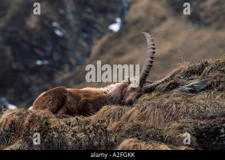 Schlafen Alpensteinböcke Capra Ibex, Tirol, Österreich Stockfoto