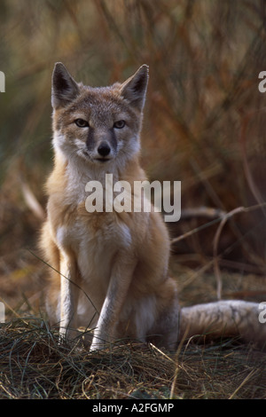 Porträt von Swift-Fuchs (Vulpes Velox) Alberta, Kanada Stockfoto