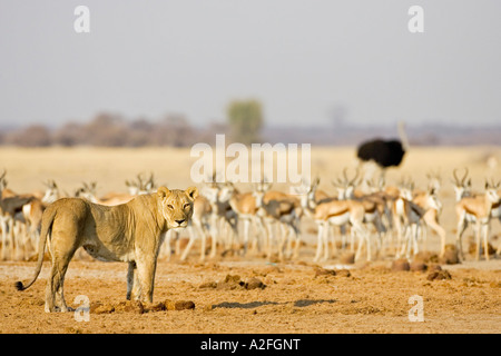 Löwe, Löwin (Panthera Leo), Springböcke (Antidorcas Marsupialis), Nxai Pan, Makgadikgadi Pan National Park, Botswana, Afrika Stockfoto