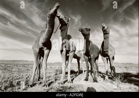 Kamele eingeführt, um 5000 Quadrat-Meilen von New Mexico Wüste um Weide nach Überweidung durch Rinder zu verbessern. Stockfoto