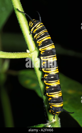 Caterpillar der Monarchfalter Danaus Plexippus Larven USA Stockfoto