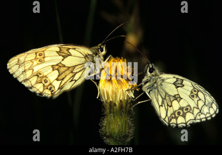 Marmoriert weißer Schmetterling Melanargia Galathea männliche und weibliche UK Stockfoto