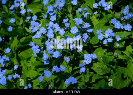 Blue eyed Mary (Omphalodes Verna) Stockfoto