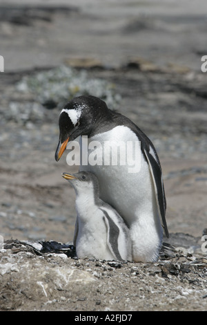GENTOO PENGUIN Pygoscelis papua Stockfoto