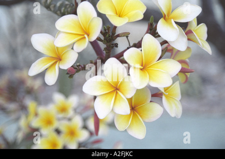 Plumeria Rubra Vanillenblume in Blüten: gelbe und weiße Blumen auf blauem Hintergrund Stockfoto