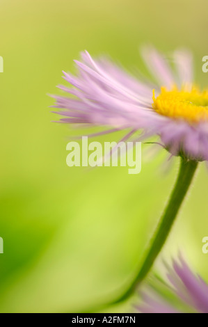 Aster, close-up Stockfoto