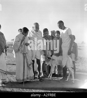 Abha Gandhi stehend nahe bei Mahatma Gandhi streicheln ein junges Kalb bei Sevagram Ashram Vardha Maharashtra India 1940 Stockfoto