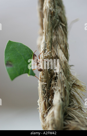 Blatt-Schneiden-Ameisen Stockfoto