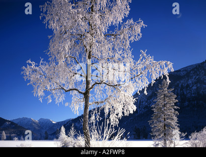 DE - Bayern: Winter-Szene in der Nähe von Ettal Stockfoto