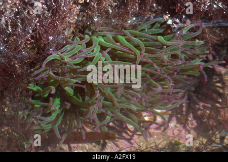 Devon Wildlife Trust Wembury freiwillige Marine reserve Snakelocks Anemone Anemonia viridis Stockfoto
