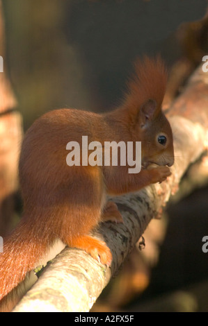 Europäische Eichhörnchen füttern auf AST Scirurs vulgaris Stockfoto