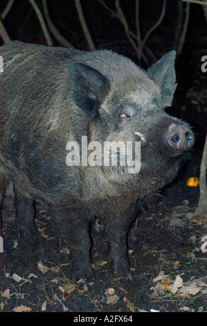 Wildschweine sind im Süden von England recolonising Stockfoto