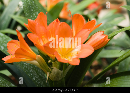 Nahaufnahme von orange Blume Stockfoto
