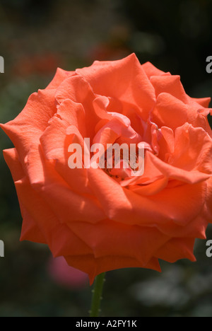 Nahaufnahme von rose Stockfoto