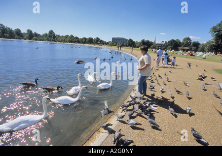 Fütterung der Schwäne und Tauben am See in Kensington Gardens, London Stockfoto