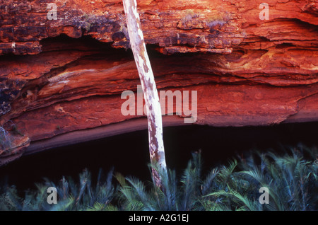 Detail des Garten Eden am Kings Canyon Watarrka National Park Northern Territory Australien Stockfoto