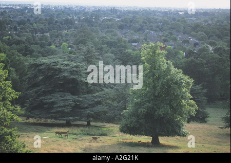 Blick nach Westen über Richmond Park (mit Reh) in Richtung Heathrow, London Stockfoto