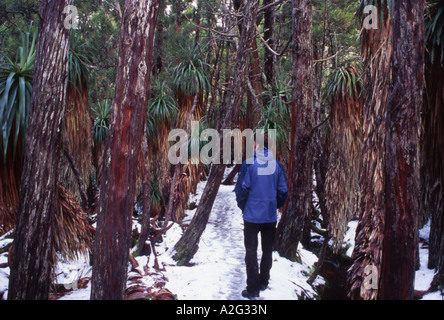 Walker, ein Spaziergang durch Pandani Grove im Winter Mt Field National Park Tasmanien Australien Stockfoto