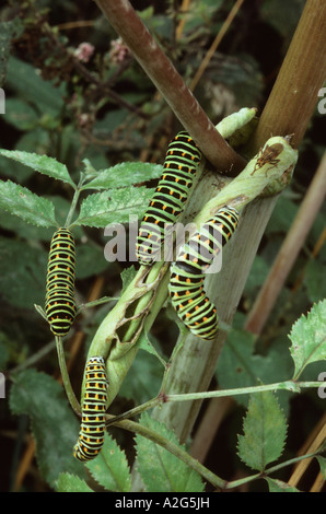 Papilio Machaon Larven Raupen europäischen Schwalbenschwanz Schmetterling Stockfoto